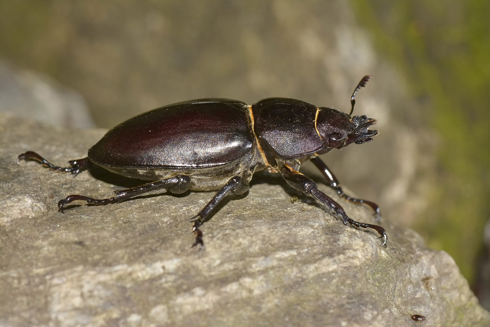 Lucanus cervus? La vendetta.